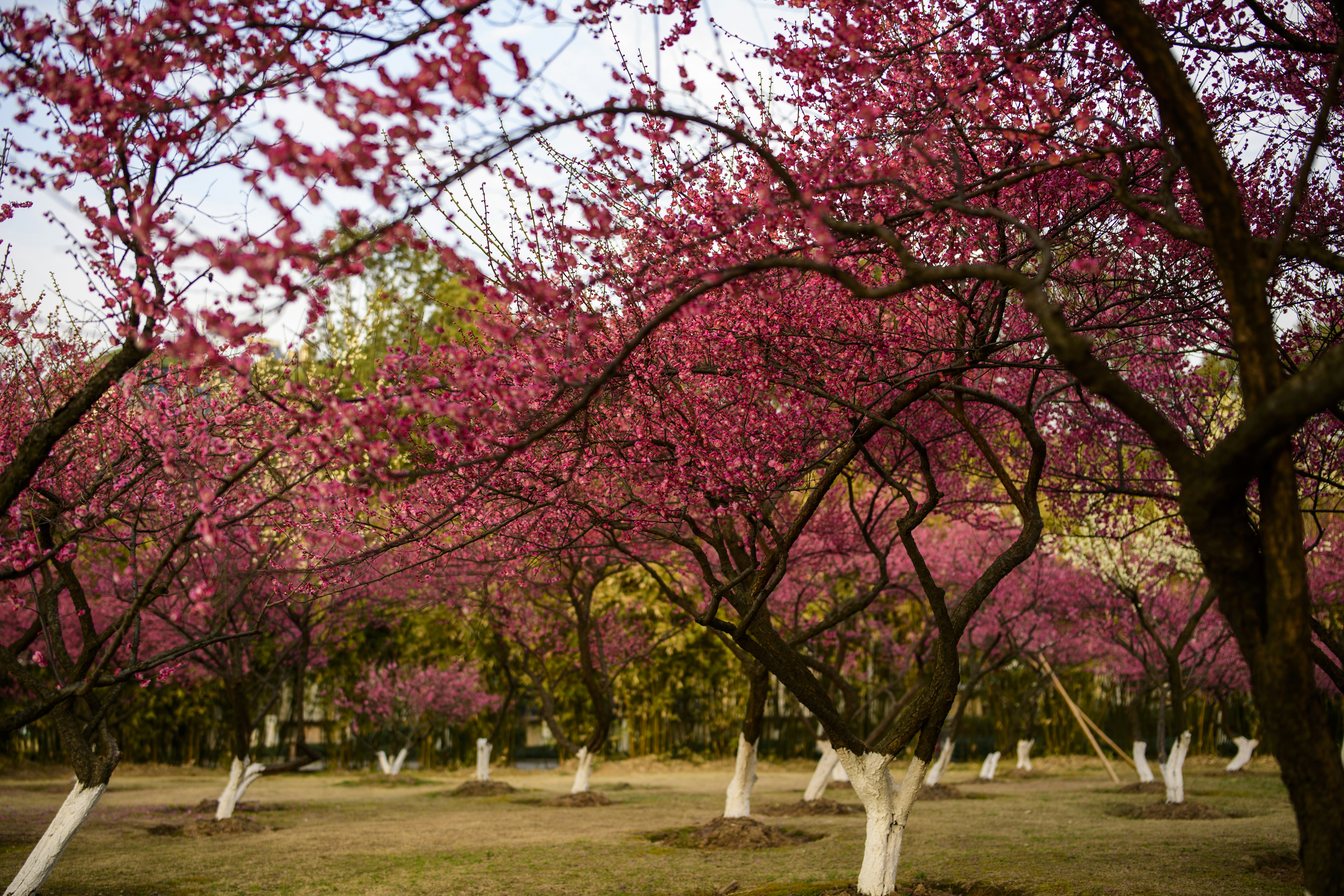 brown and green trees on green grass field during daytime