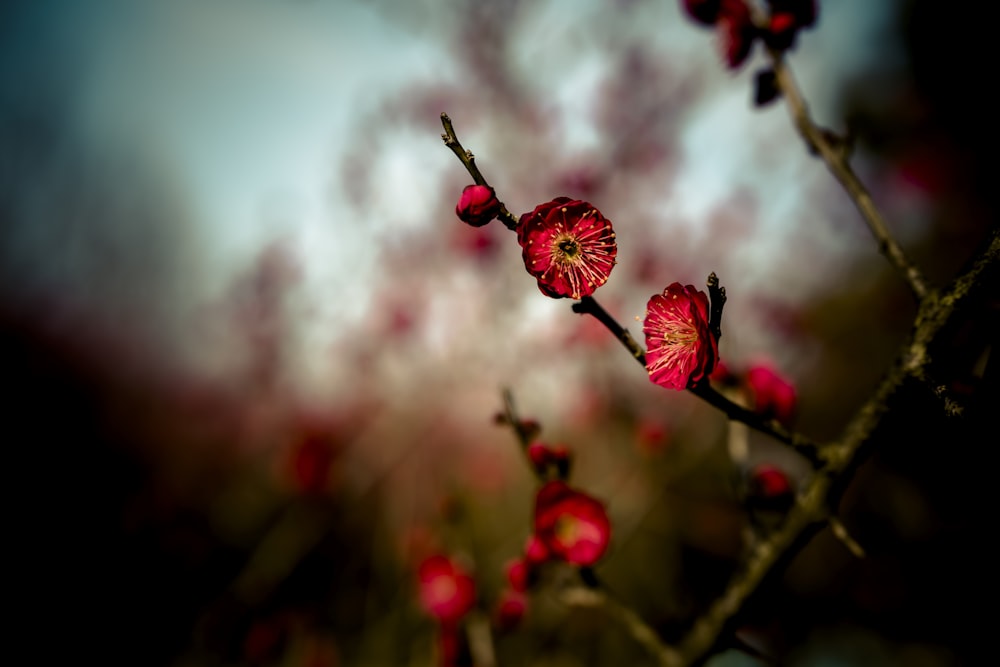 red flower in tilt shift lens