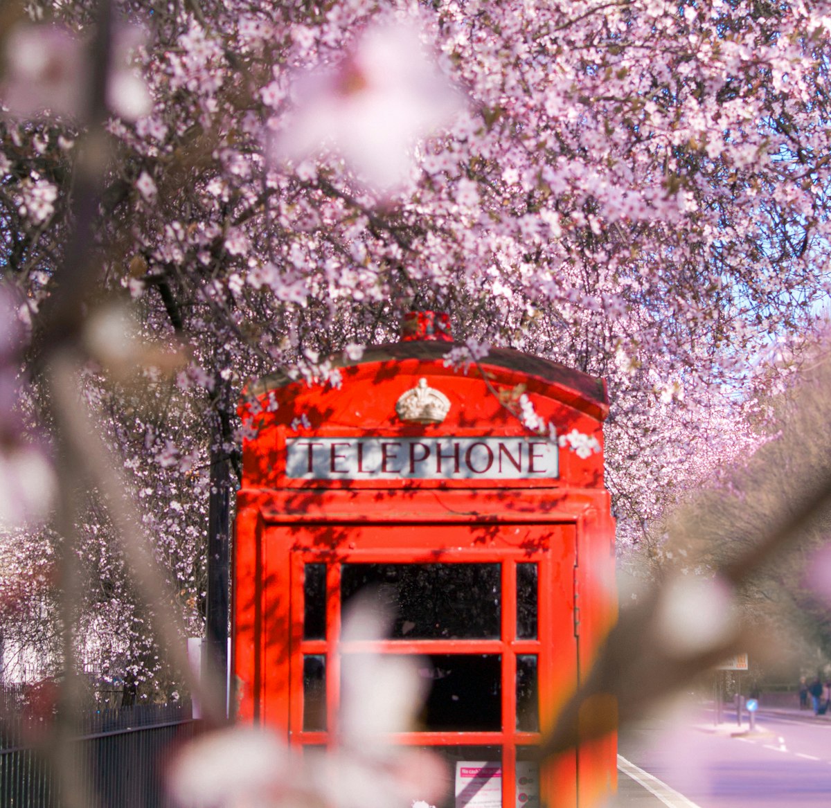 London March — a red telephone box surrounded by cherry blossom trees in early spring