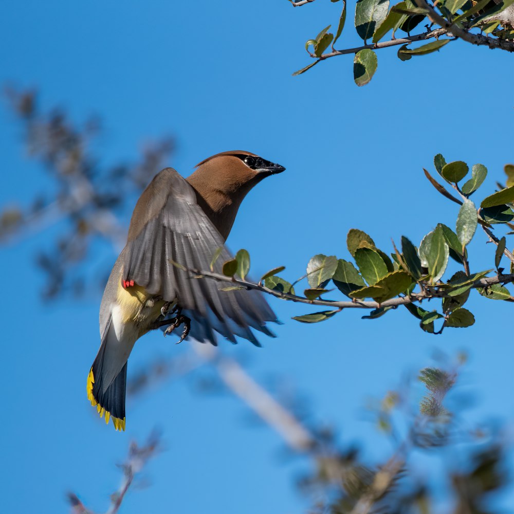 brown and white bird flying over green leaves during daytime