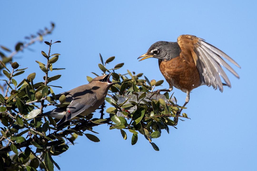 brown and black bird on green tree during daytime