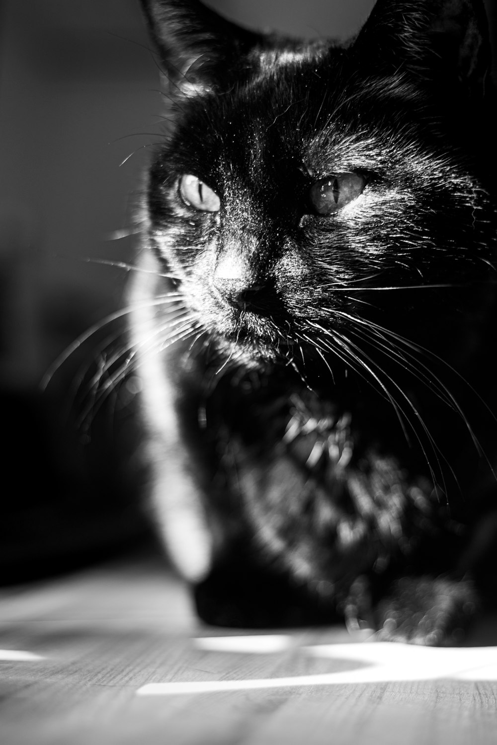 black and white cat in grayscale photography