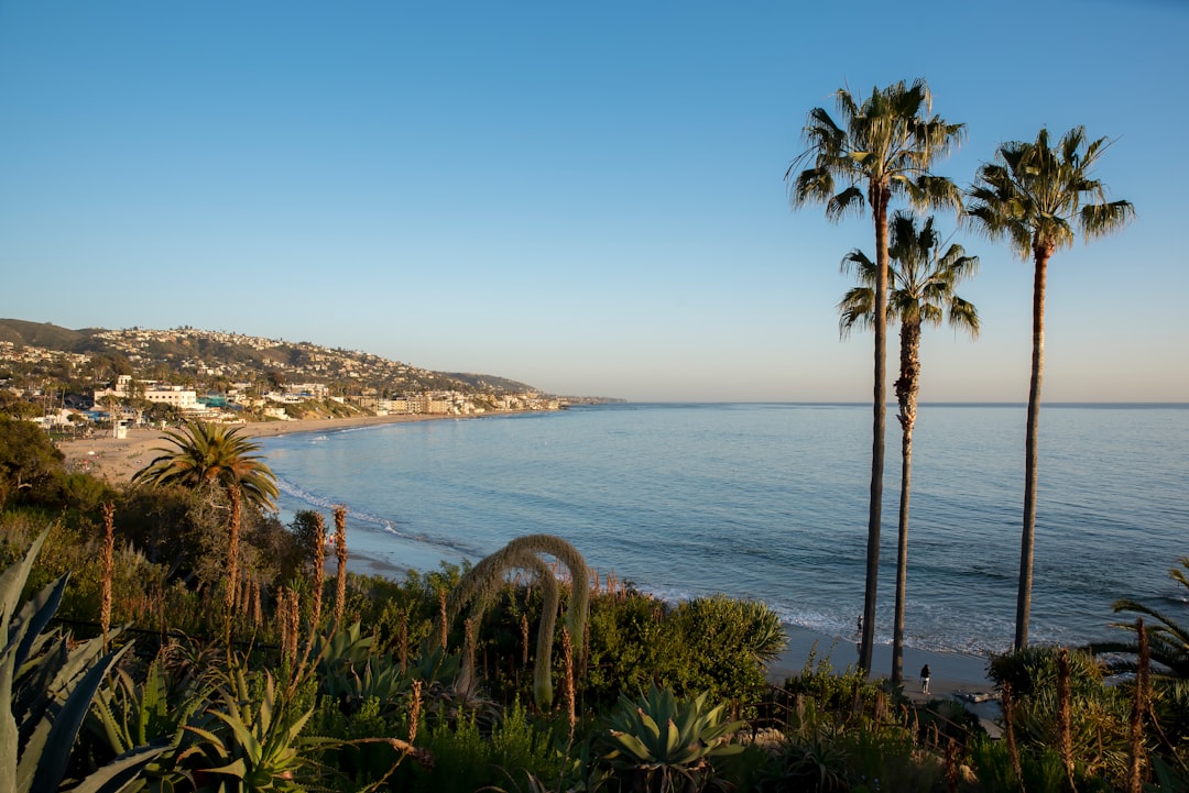 green palm tree near body of water during daytime