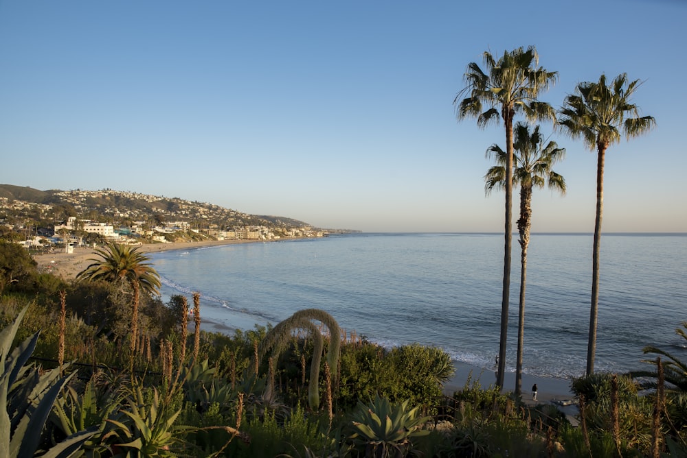 Palmera verde cerca del cuerpo de agua durante el día