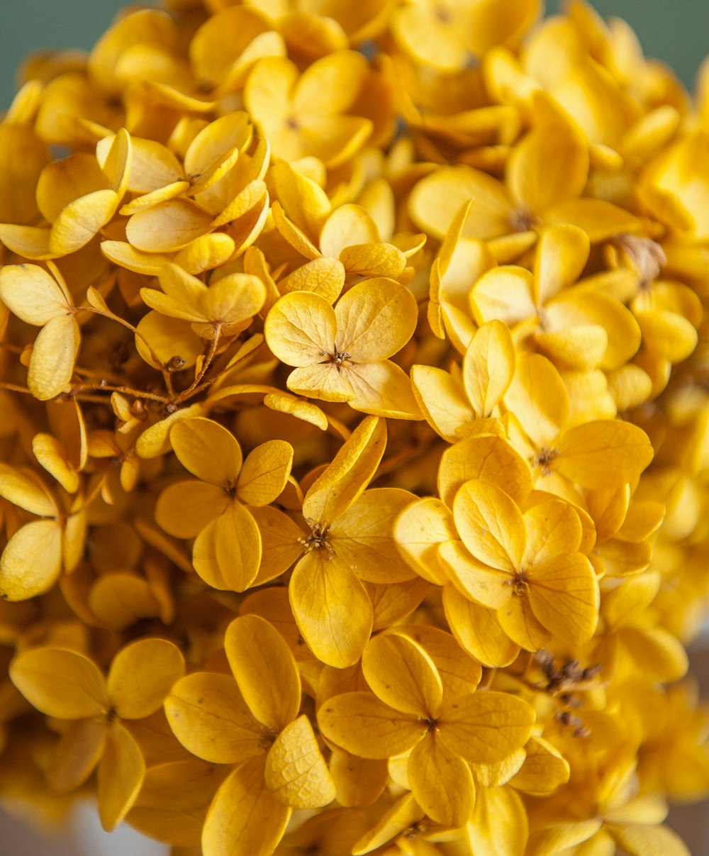 yellow flowers in macro lens