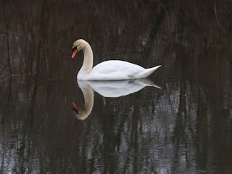 white swan on water during daytime