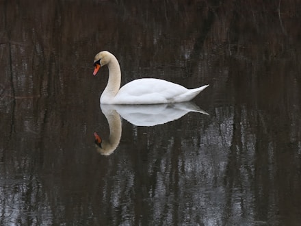 white swan on water during daytime