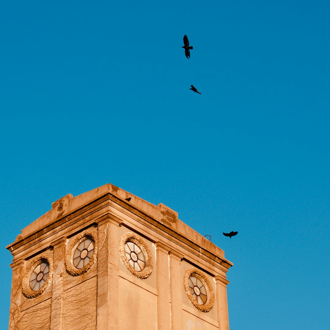 black bird flying over brown concrete building during daytime