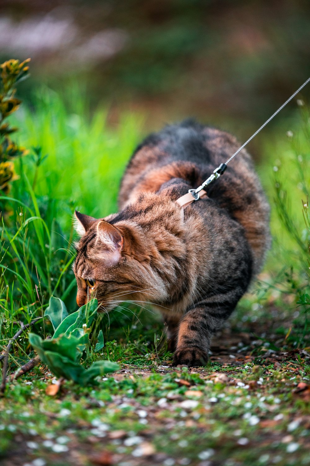 chat tigré brun sur un champ d’herbe verte