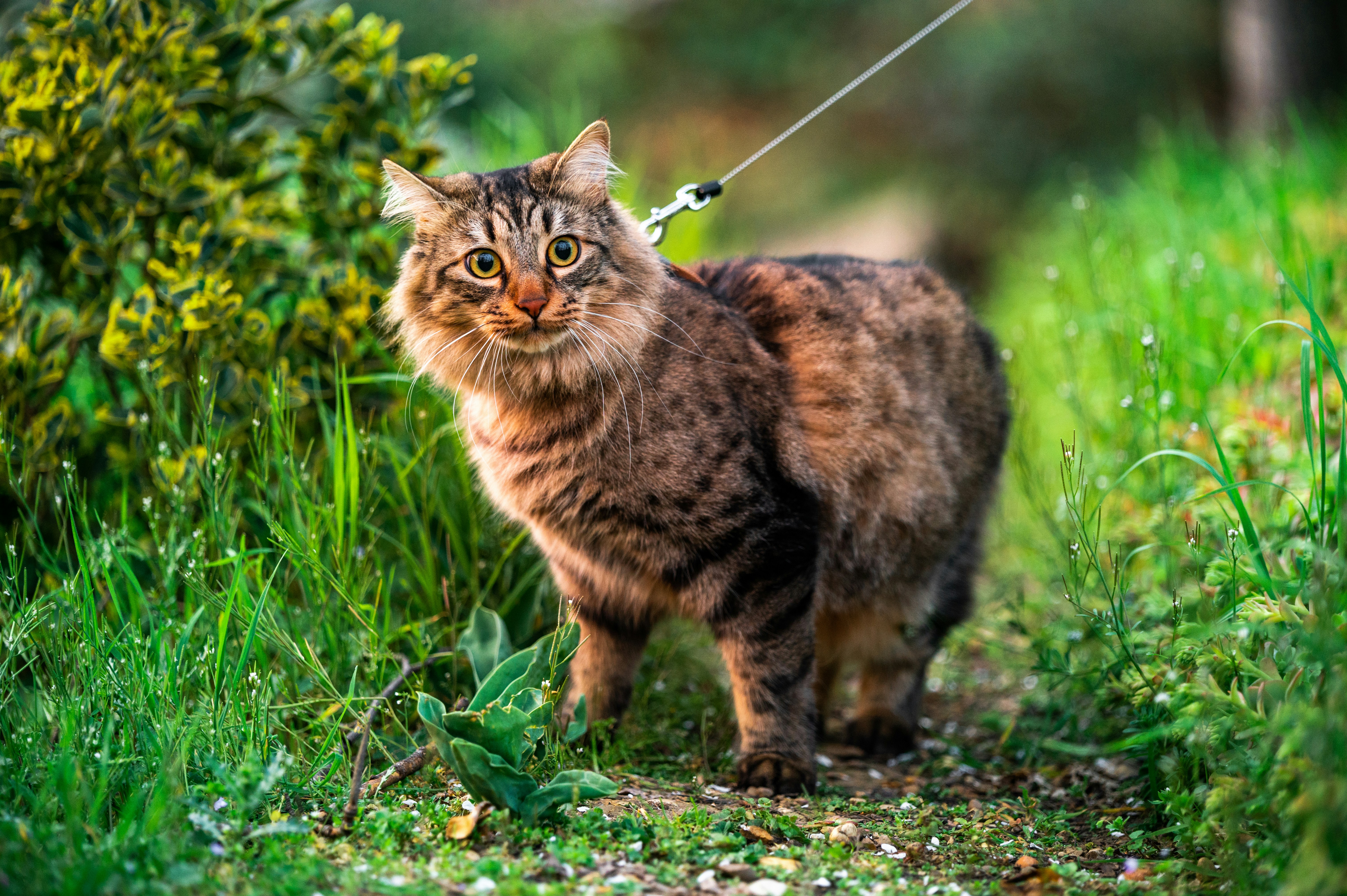 Can You Walk a Cat?