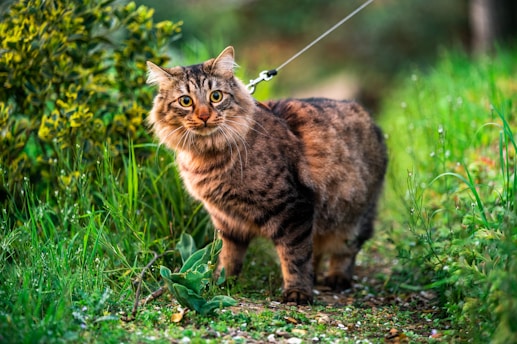 brown tabby cat on green grass during daytime