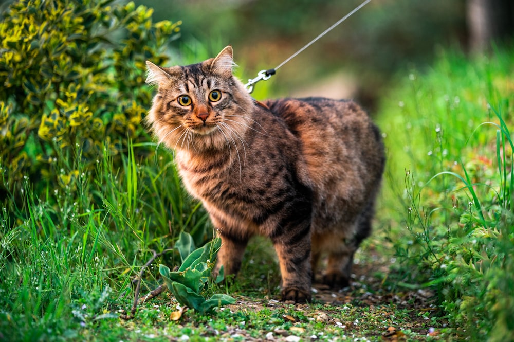 chat tigré brun sur l’herbe verte pendant la journée