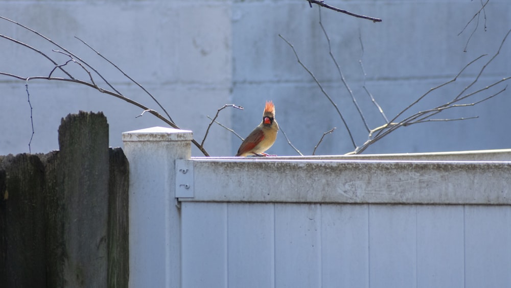 orange and brown bird on white wooden fence
