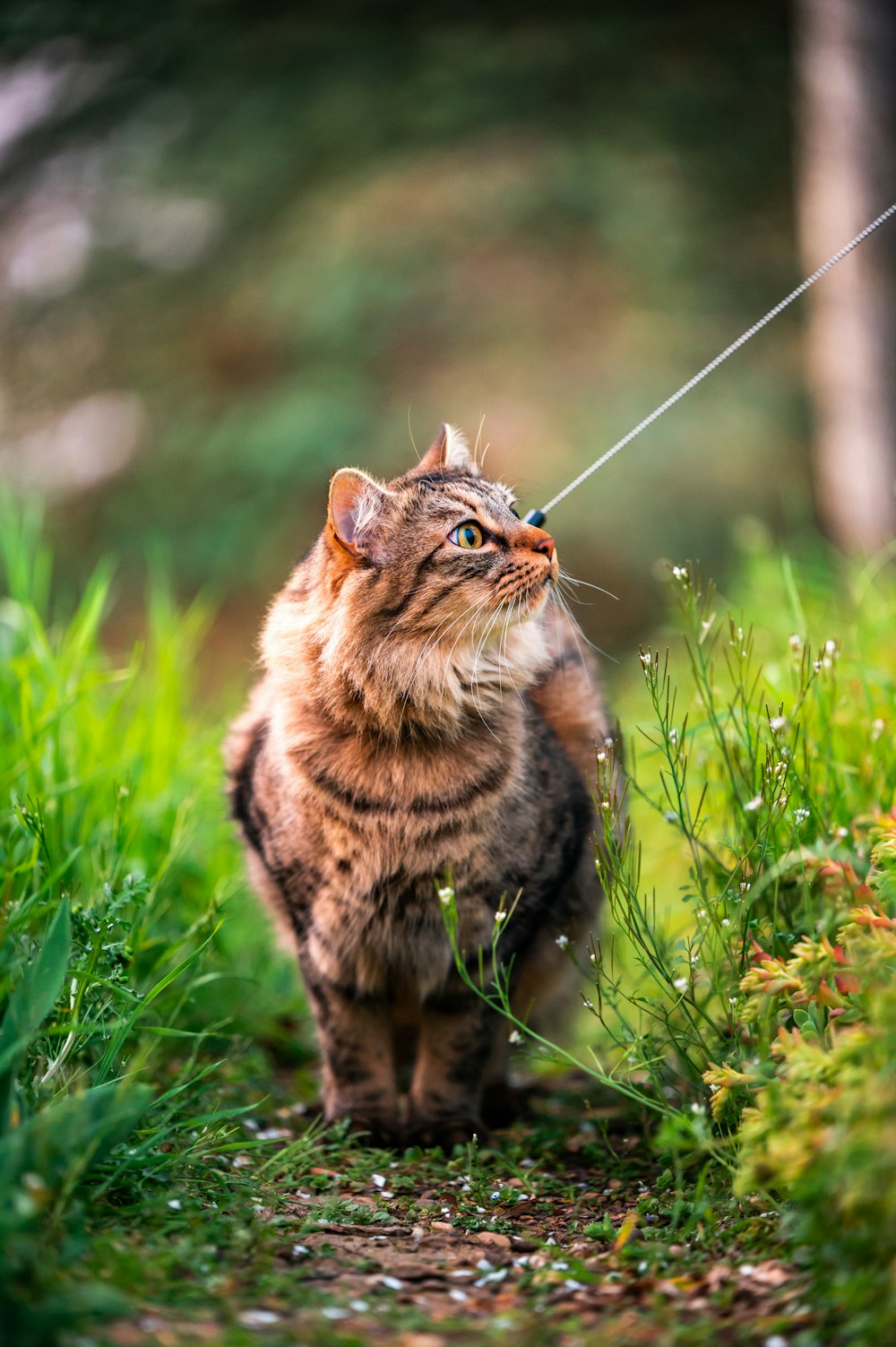 chat tigré brun sur l’herbe verte pendant la journée