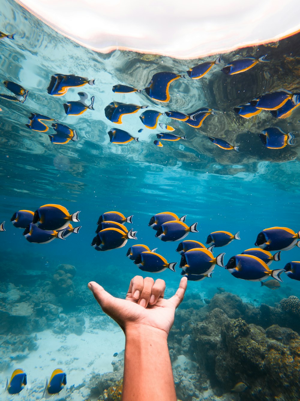 persons feet on water with school of fish