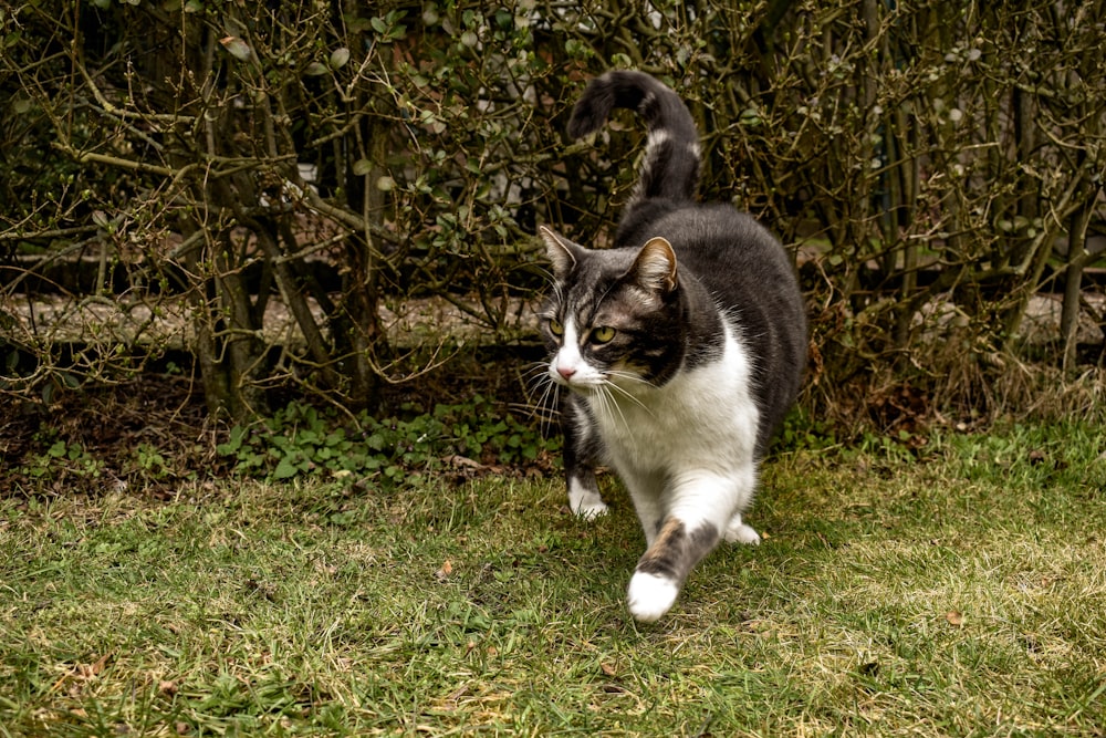tuxedo cat on green grass field