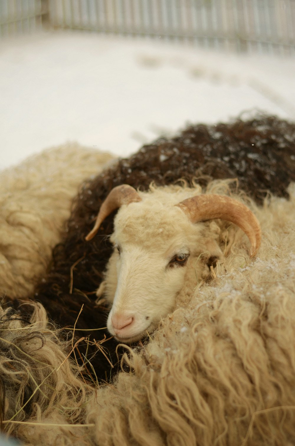 ovelha branca no solo coberto de neve durante o dia