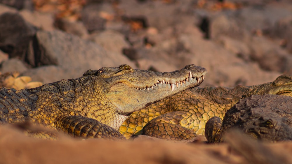 brown and black crocodile in close up photography