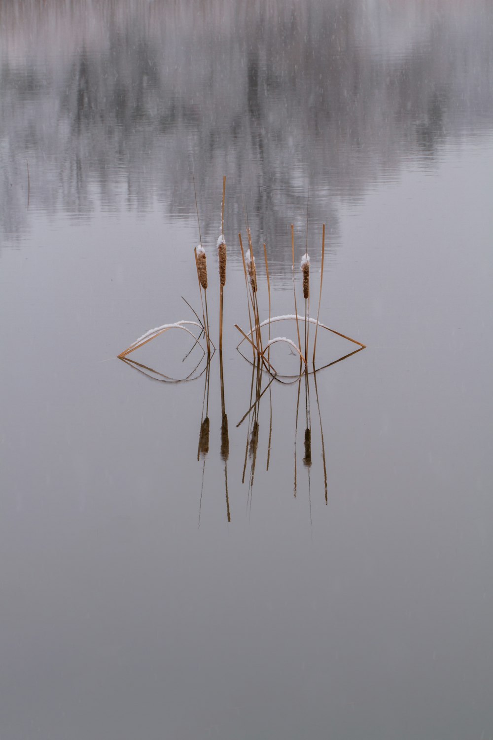 brown stick on body of water