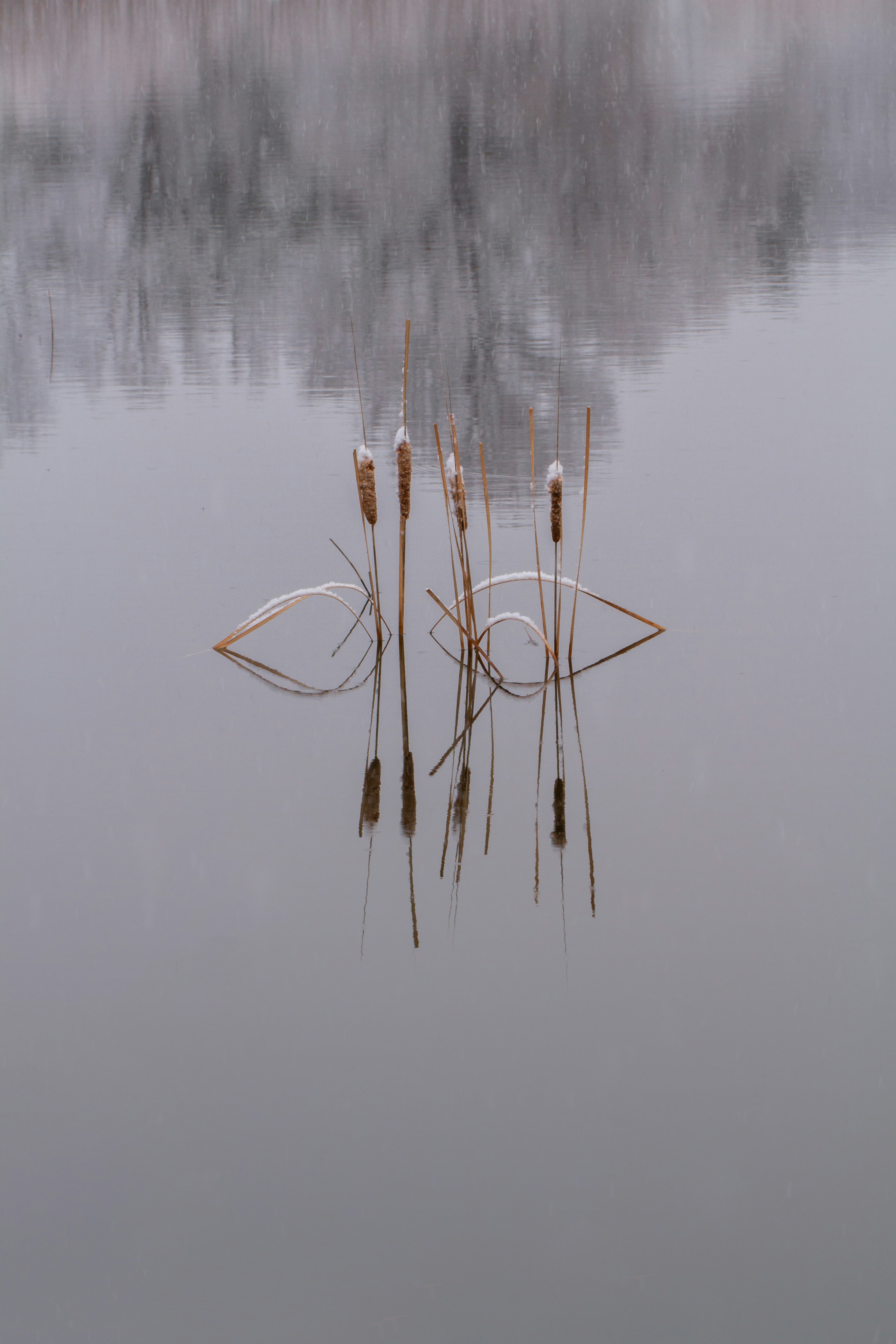 brown stick on body of water