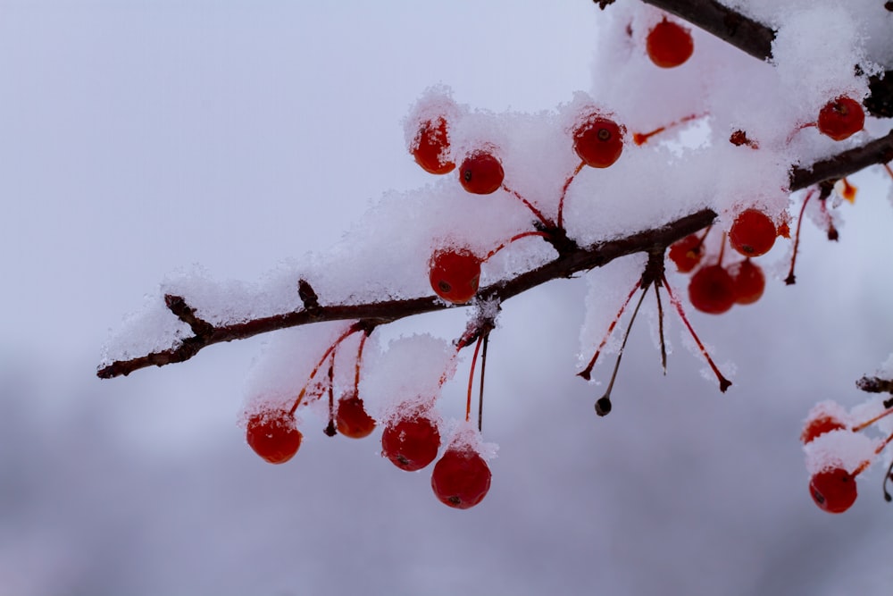 red round fruits on tree branch