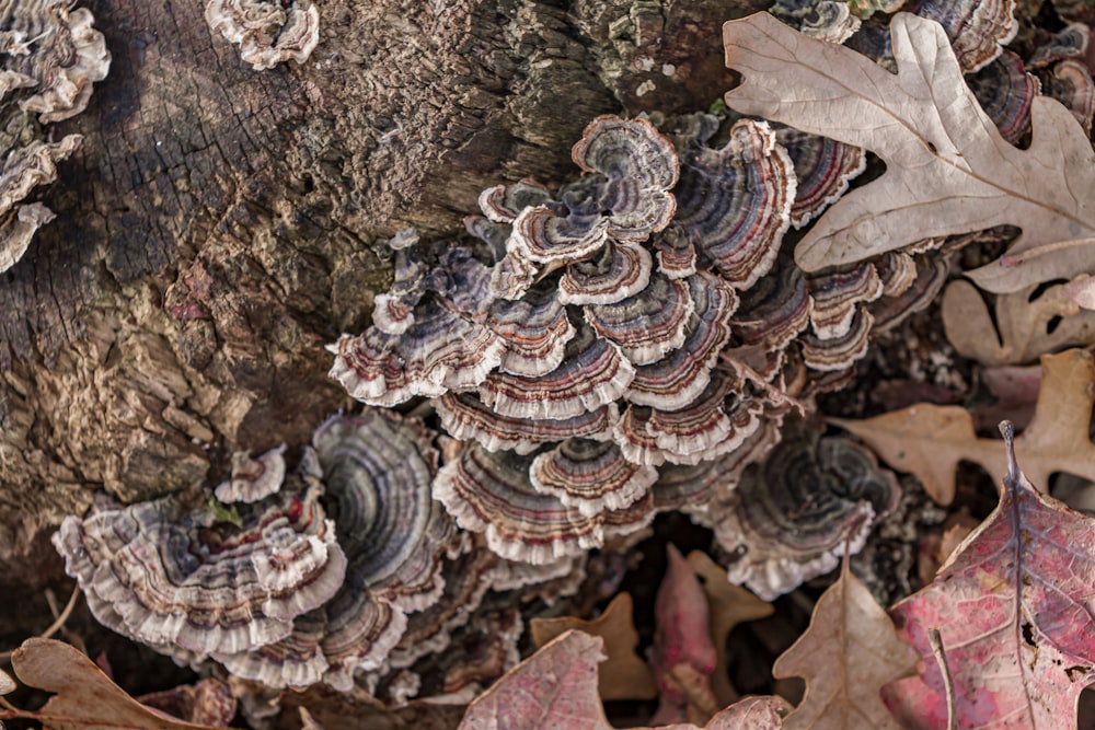 champignons bruns et blancs sur tronc d’arbre brun