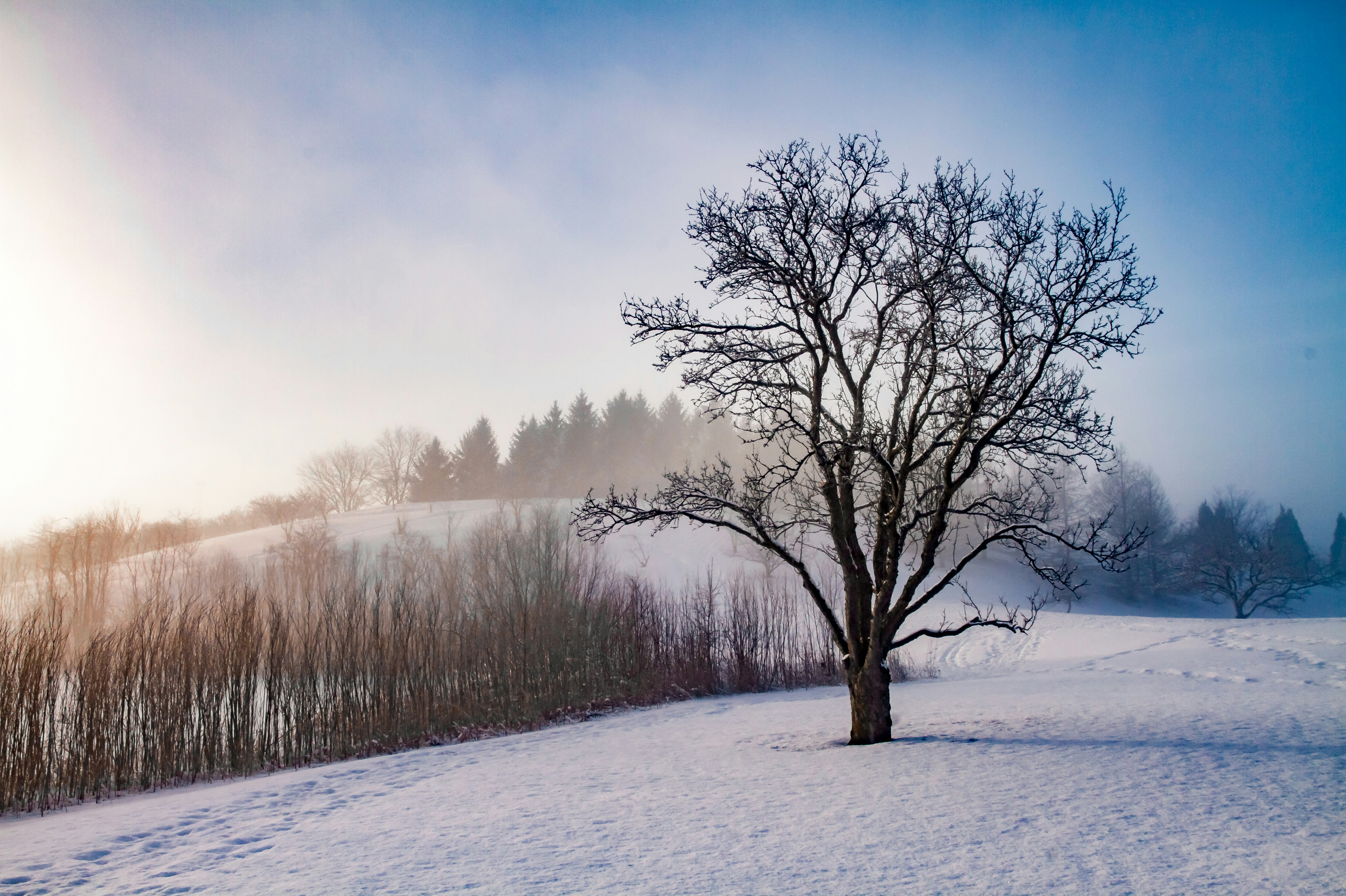 leafless trees on snow covered ground under blue sky during daytime