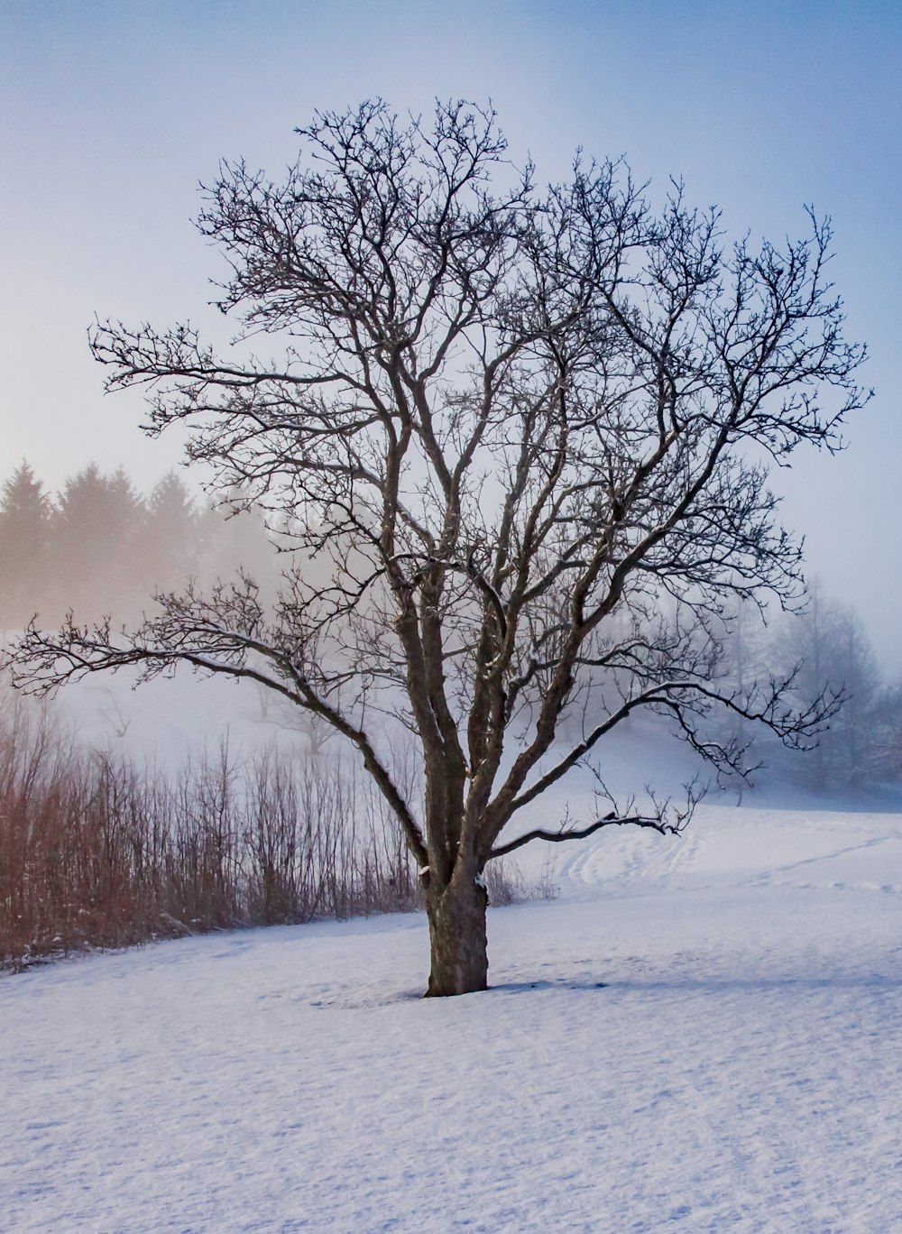 leafless tree on snow covered ground