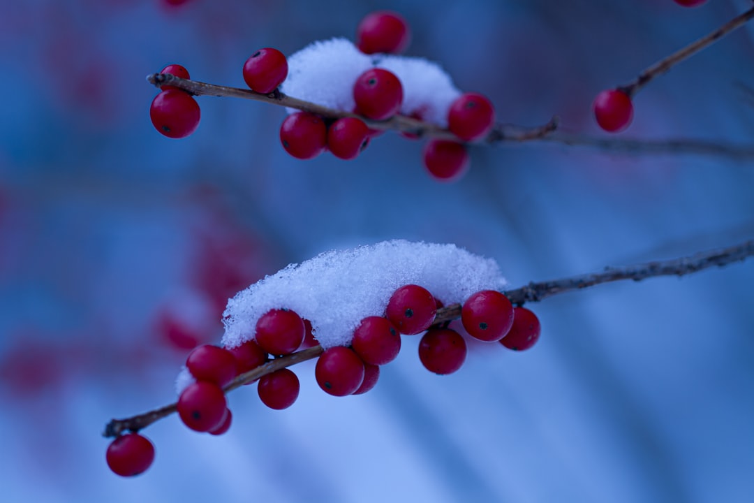 red round fruits covered with snow