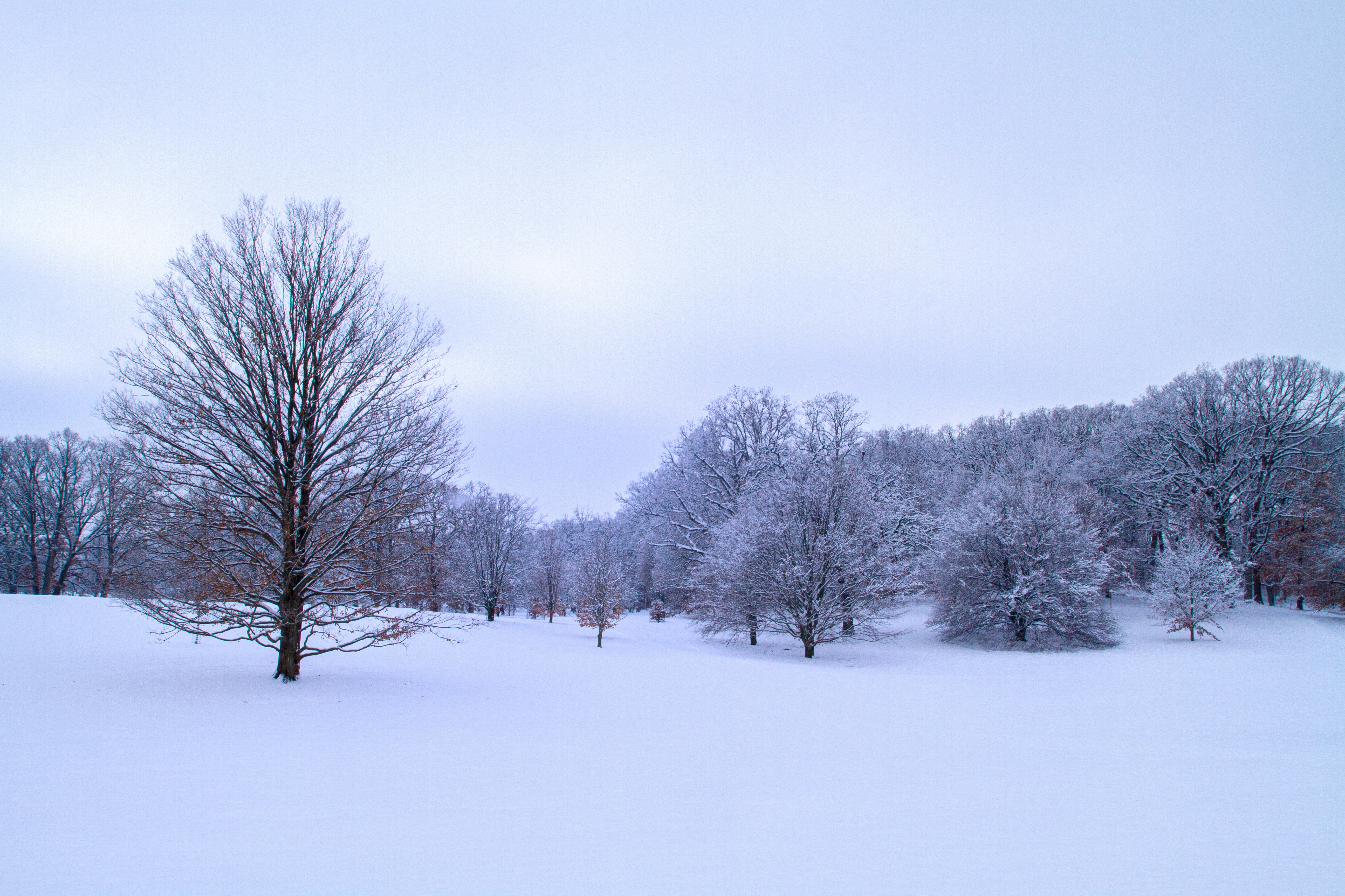 bare trees on snow covered ground under white sky during daytime, Snowy field with Maple and Beech trees