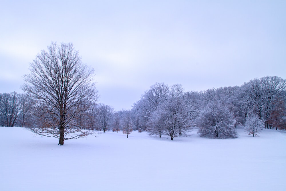 bare trees on snow covered ground under white sky during daytime