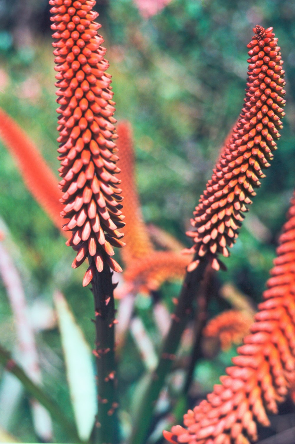 brown plant in tilt shift lens