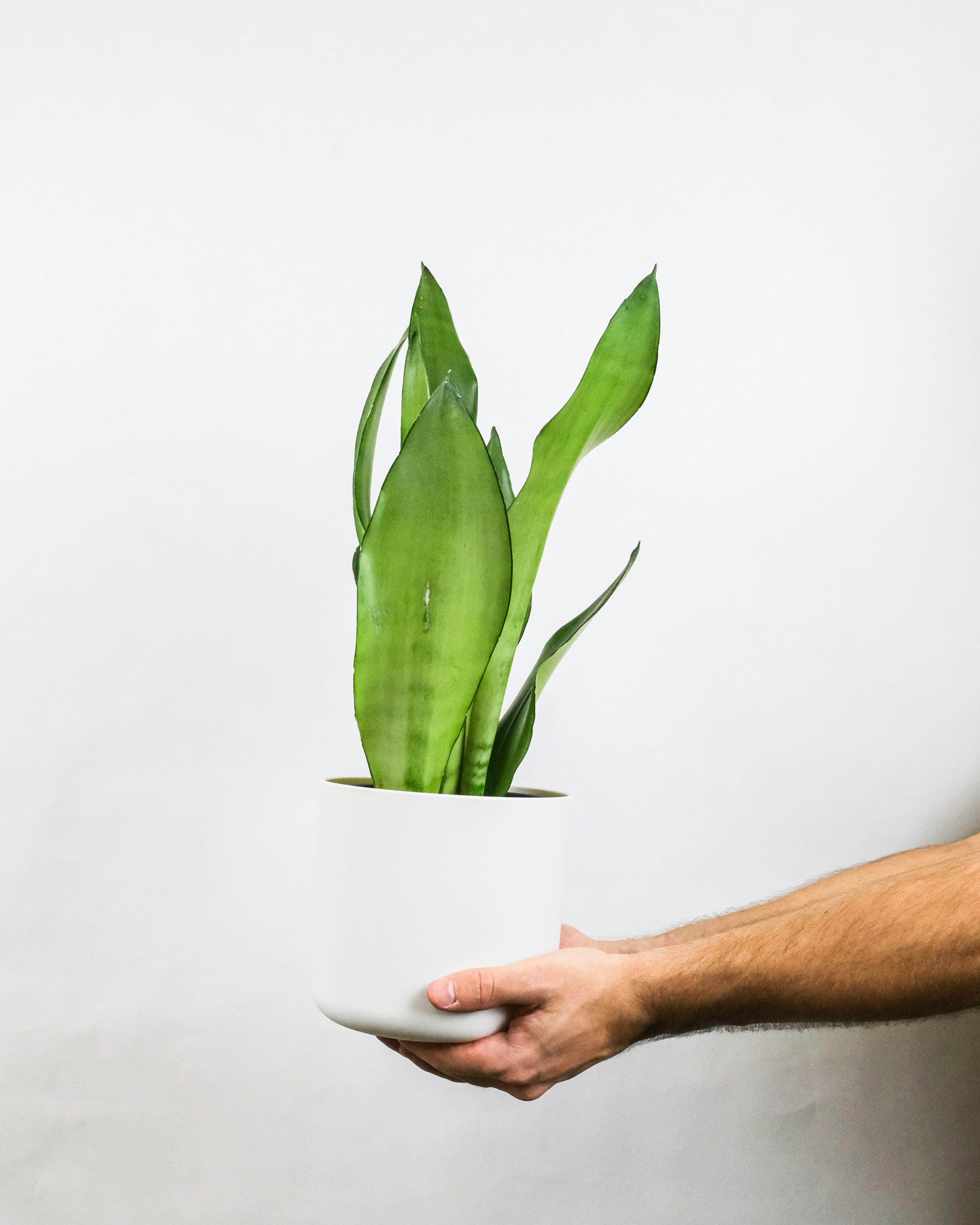 8 Jenis Tanaman Lidah Mertua (Sansevieria)