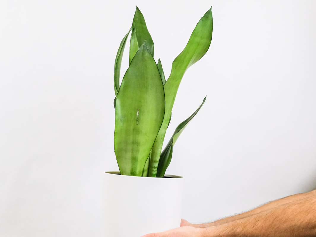 8 Jenis Tanaman Lidah Mertua (Sansevieria)