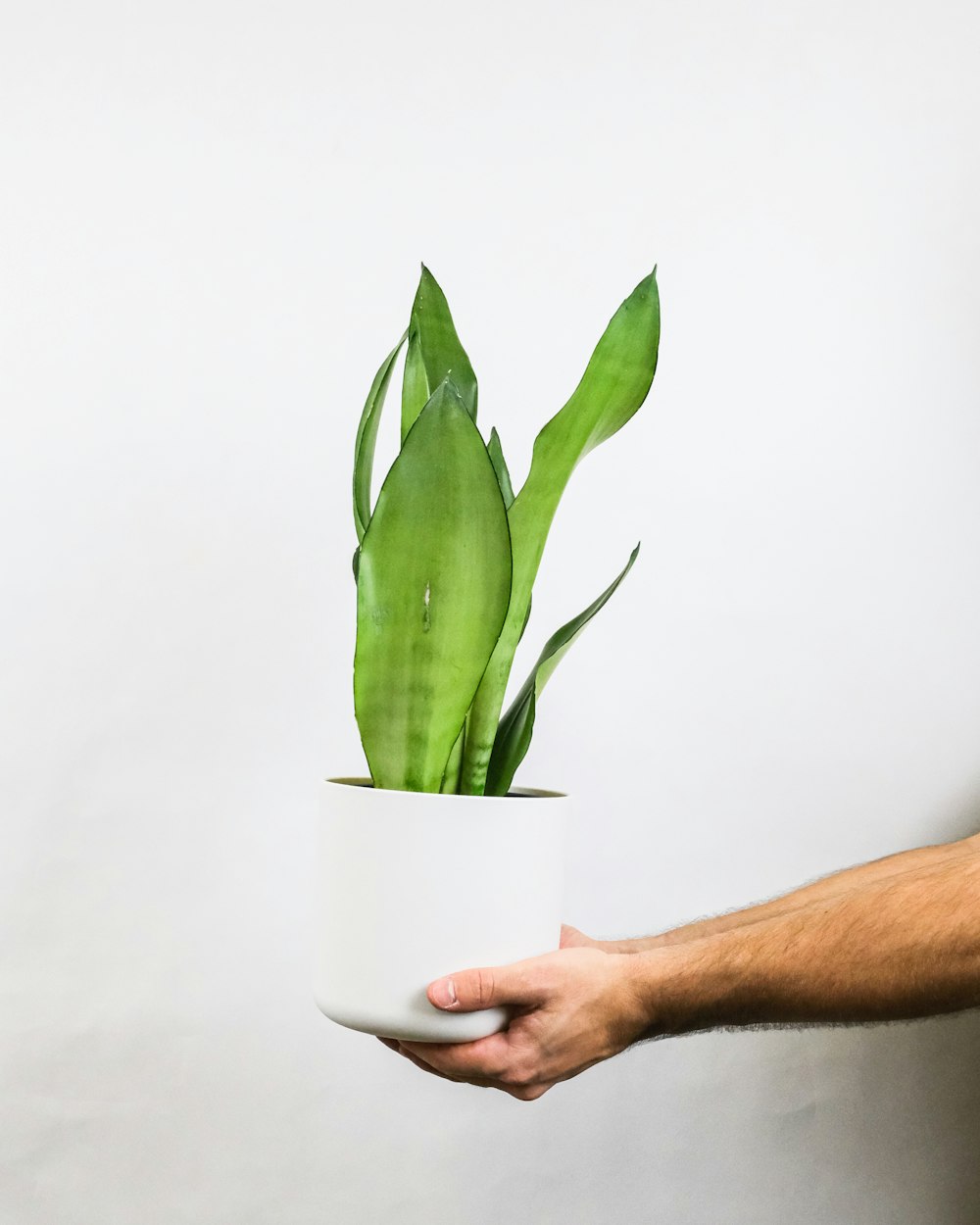 person holding green plant on white ceramic pot