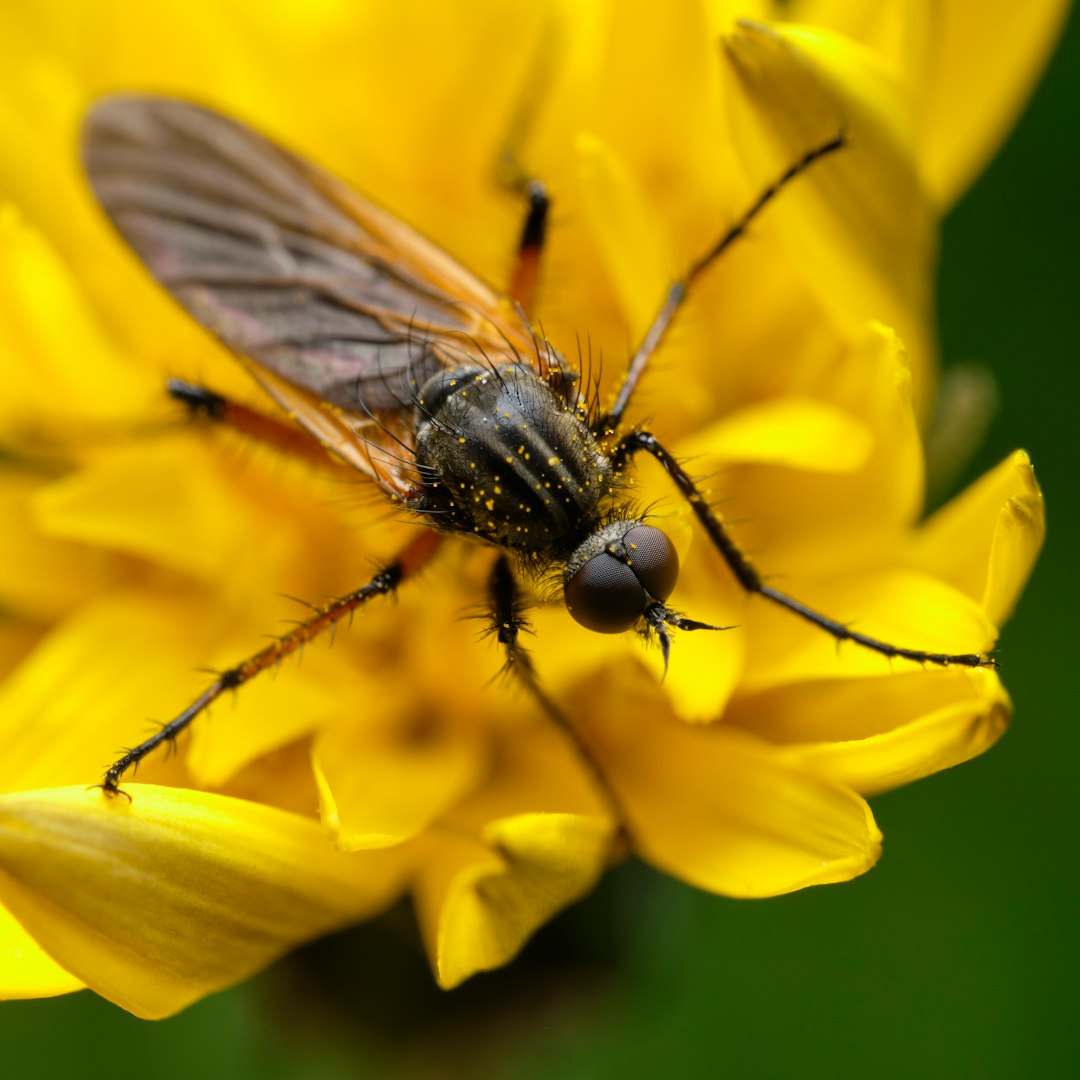 black and brown fly perched on yellow flower
