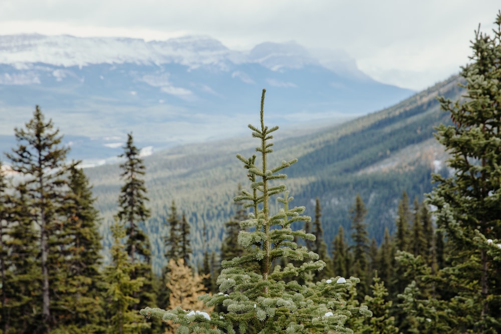 green pine trees on mountain during daytime