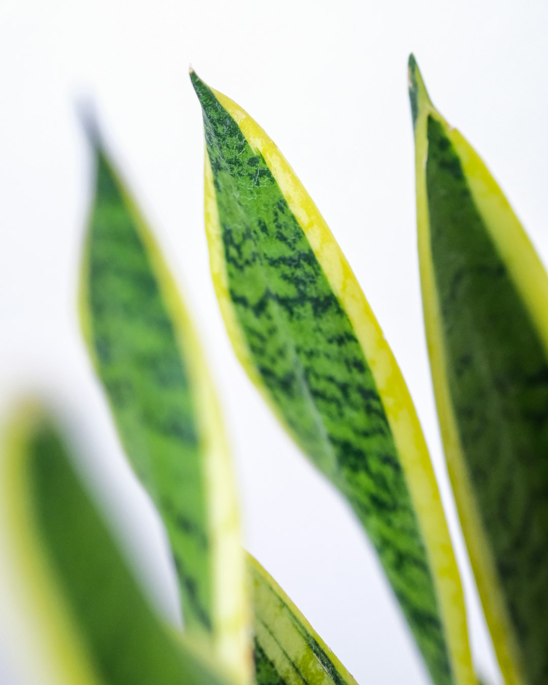 green leaves in close up photography