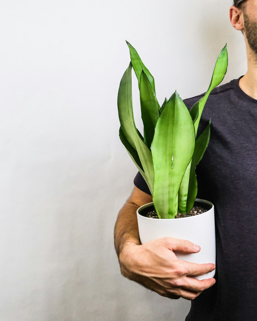 personne tenant une plante verte dans un pot en céramique blanche