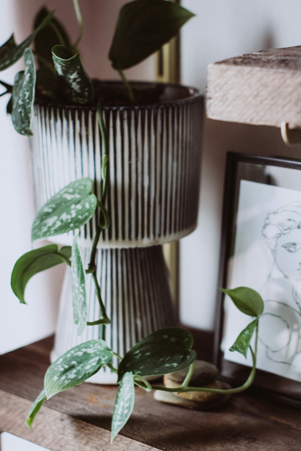 green indoor plant in brown pot