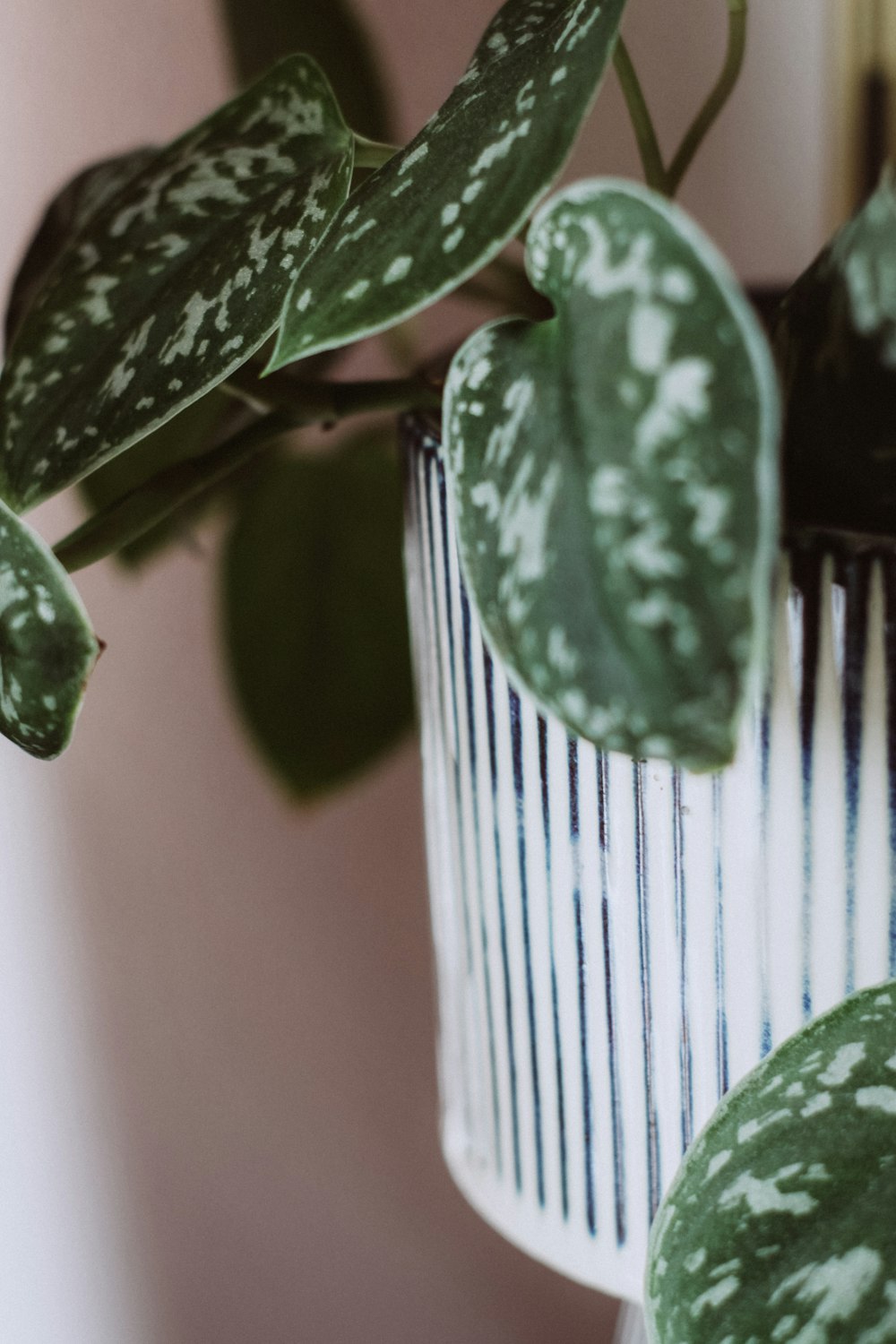 green leaves on white and black striped container