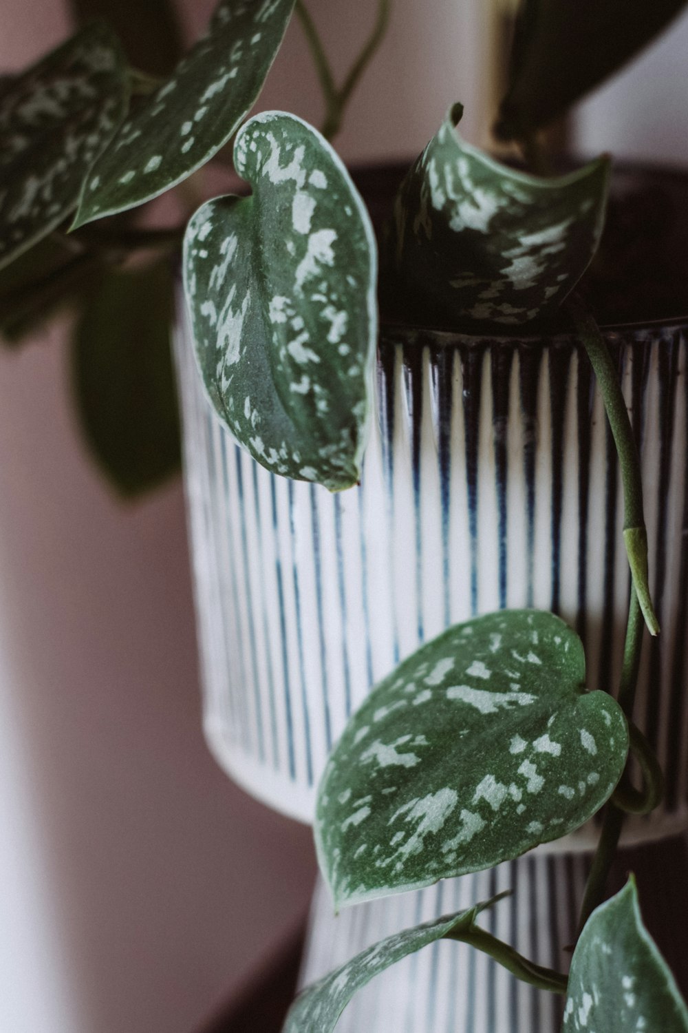 green leaf plant in white pot