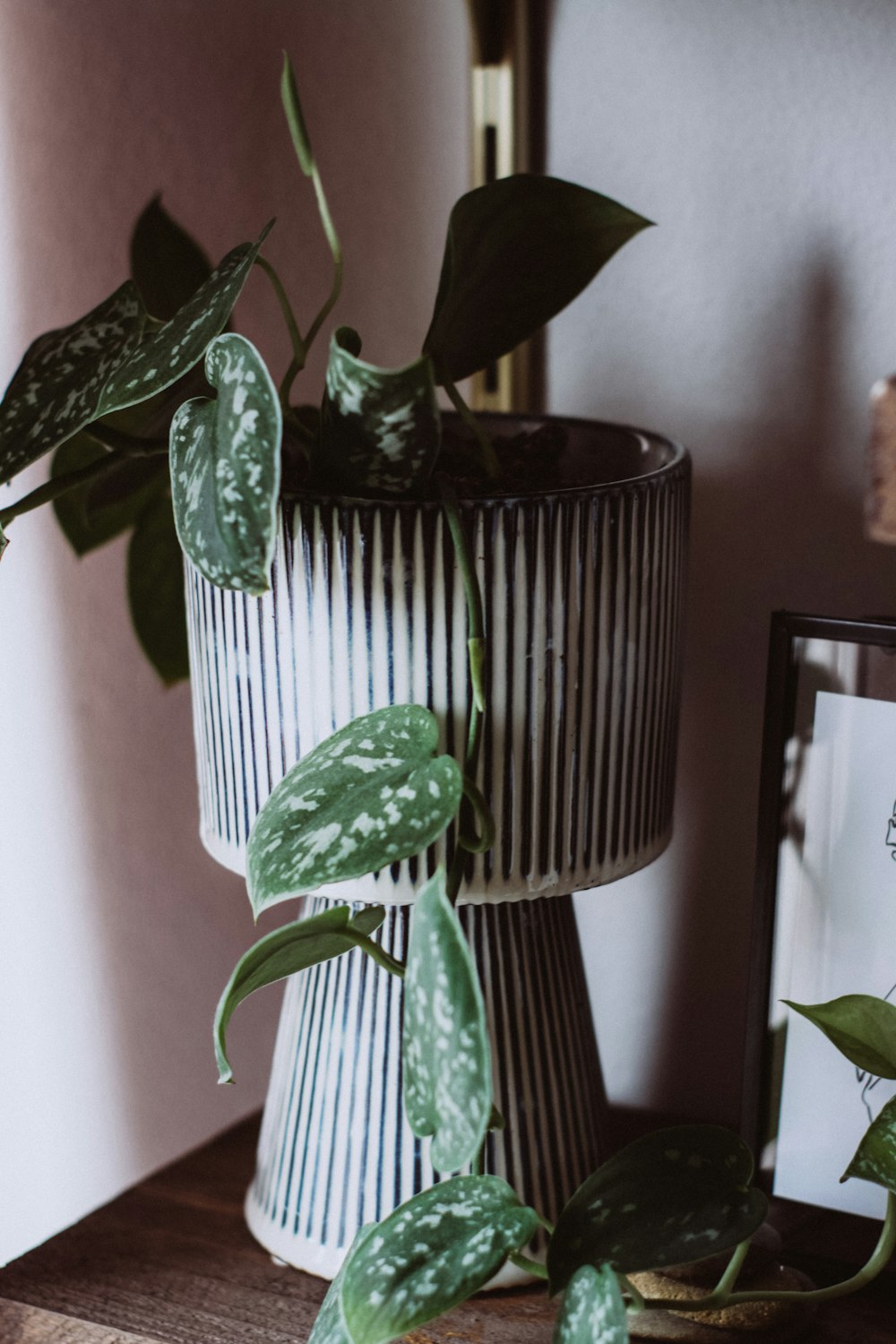 green plant on black pot