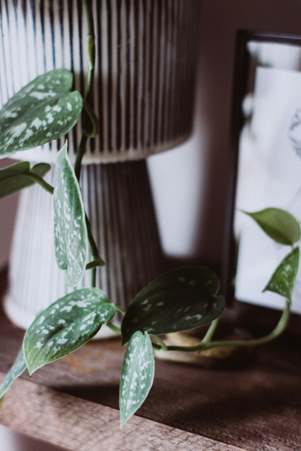 green leaves in brown pot