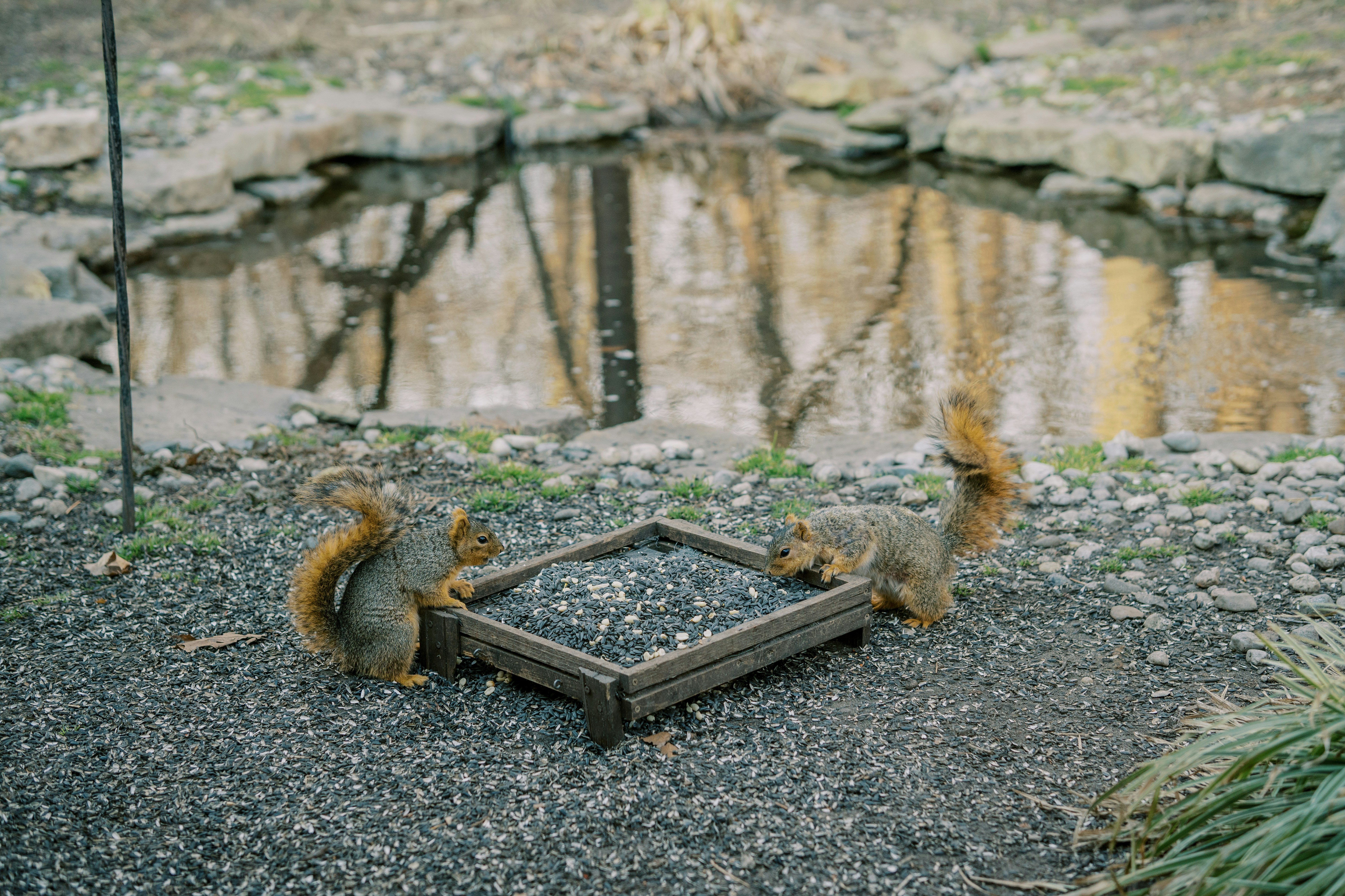 brown squirrel on brown wooden bench