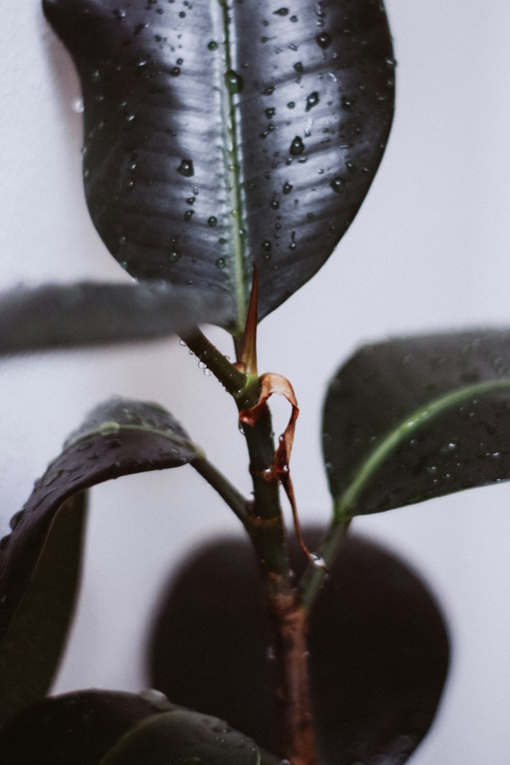 green leaf plant with water droplets