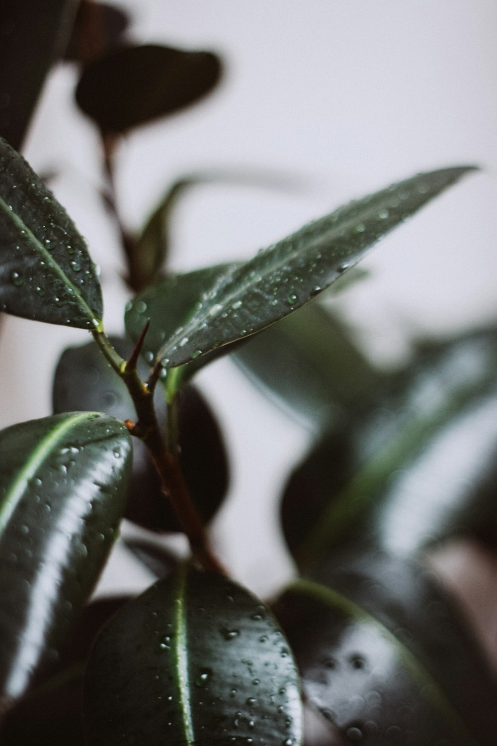 green leaf plant in close up photography