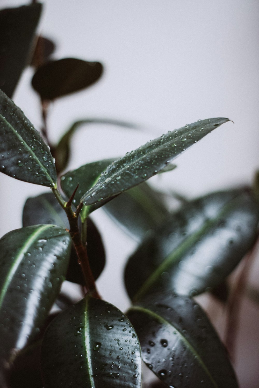 green leaf plant in close up photography