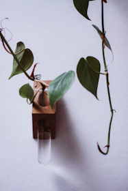 Stylish wall plant holder stand shelves.