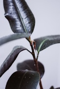 Large, glossy leaves of a rubber plant are covered in water droplets, creating a fresh and natural appearance against a soft gray background.